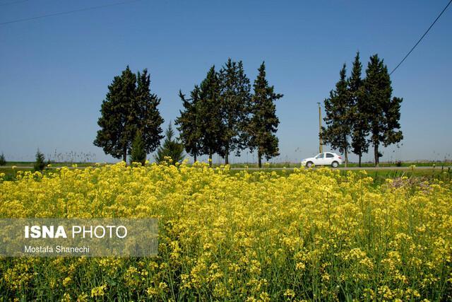 افزایش دوبرابری سطح زیر کشت کلزا در سیستان و بلوچستان افزایش دوبرابری سطح زیر کشت کلزا در سیستان و بلوچستان