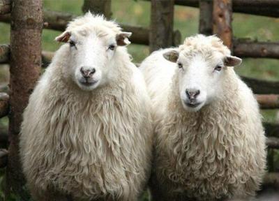 آنالیز تغییرات ژنومیکی و ساختار جمعیتی گوسفندان ایران