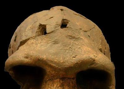 فسیل 600 هزار ساله انسان تازه کشف شده، همان حلقه گمشده داروین است یا خیر؟