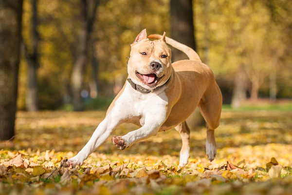 معرفی 10 نژاد سگ عضلانی فوق العاده قدرتمند